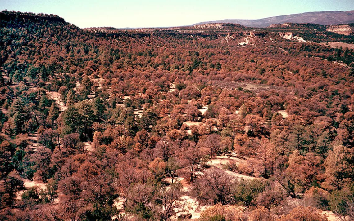 An aerial shot of a parched forest in the Four Corners region of the Southwest.