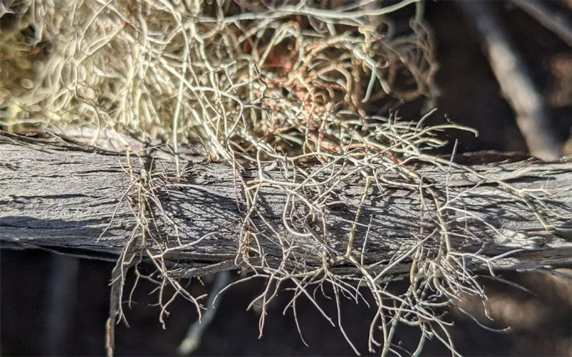 Splitting yarn lichen (sulcaria isidiifera) growing on branch. | Photo by Eli Balderas