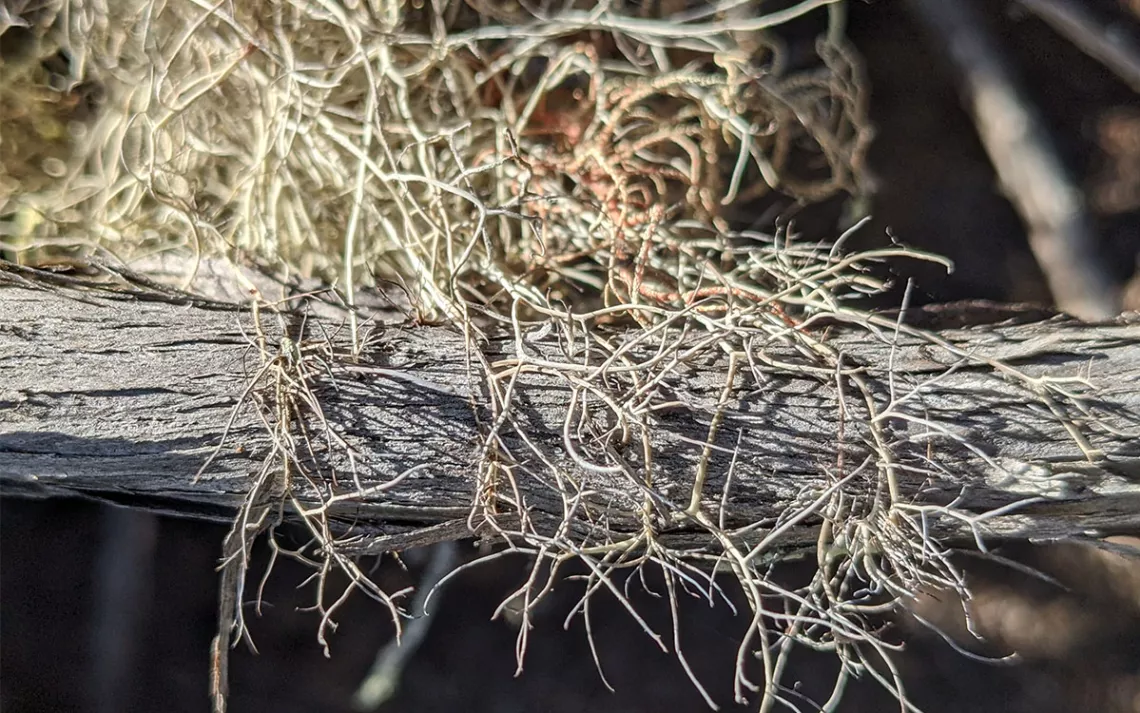 Splitting yarn lichen (sulcaria isidiifera) growing on branch. 