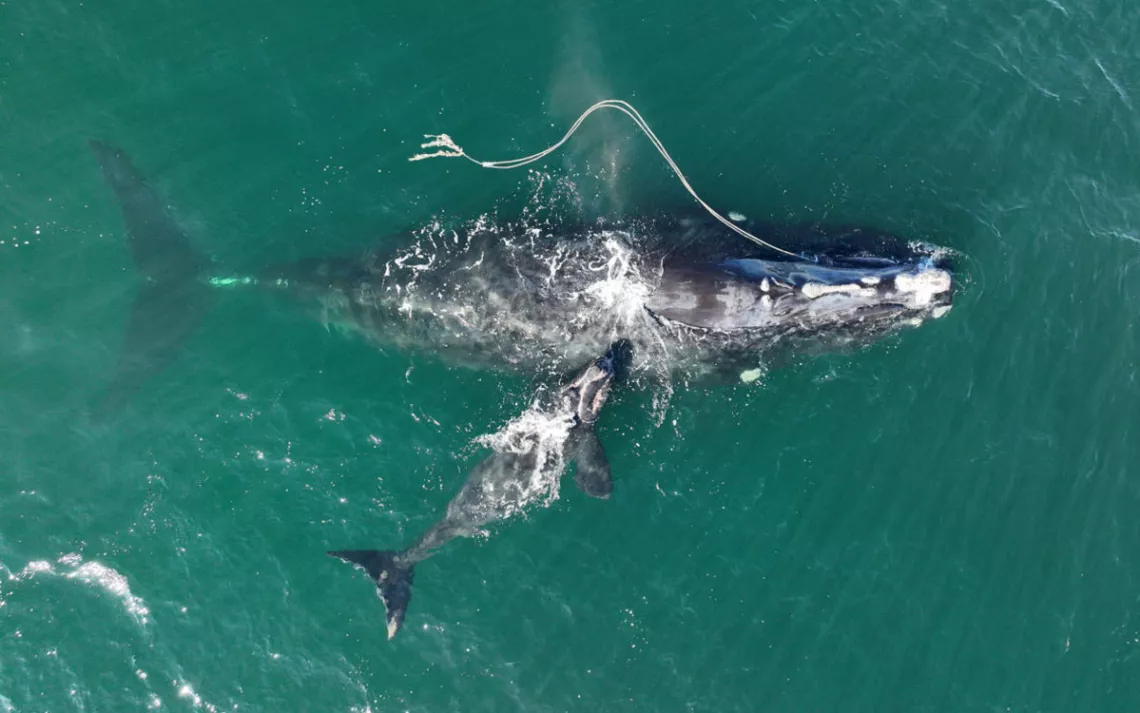 An aerial photo of a North Atlantic right whale mother and calf pair. A lobster rope can be seen dragging from the mother's mouth. 