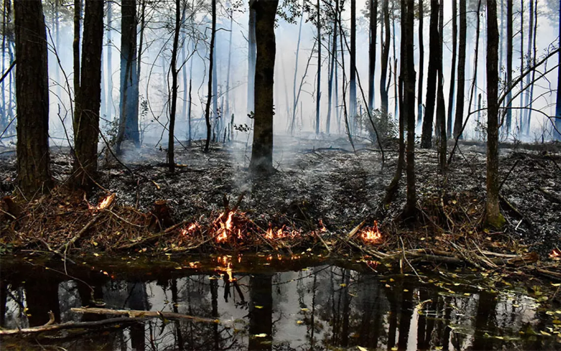 Fire burning on a swamp