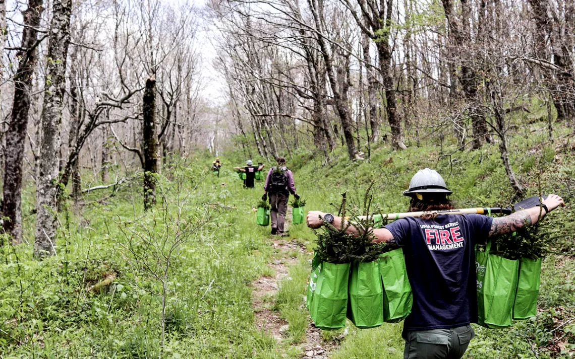 Workers carrying spruce saplings up a trail