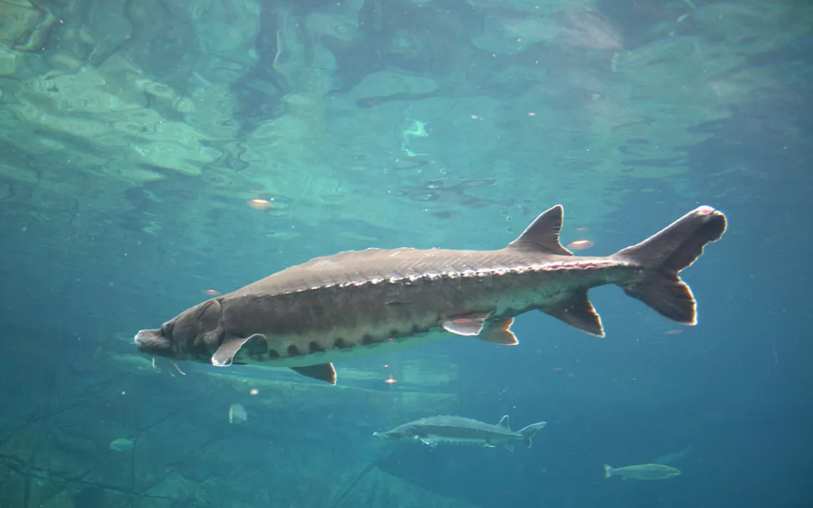 An Atlantic Sturgeon swimming into view | Photo by cezars/Getty Images