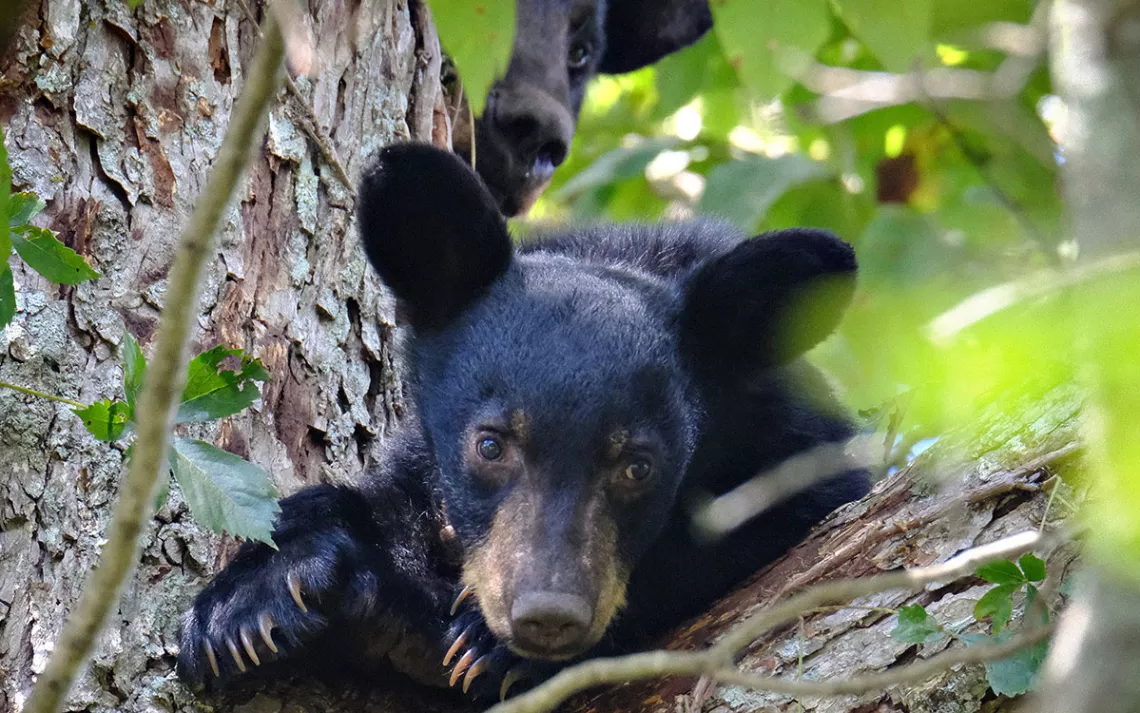 Un bébé ours noir se repose dans la fente d'un arbre. 