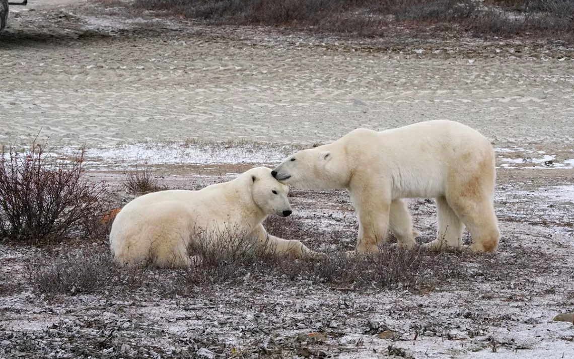 Deux polaires attendent que la glace se forme au bord de la baie d'Hudson.