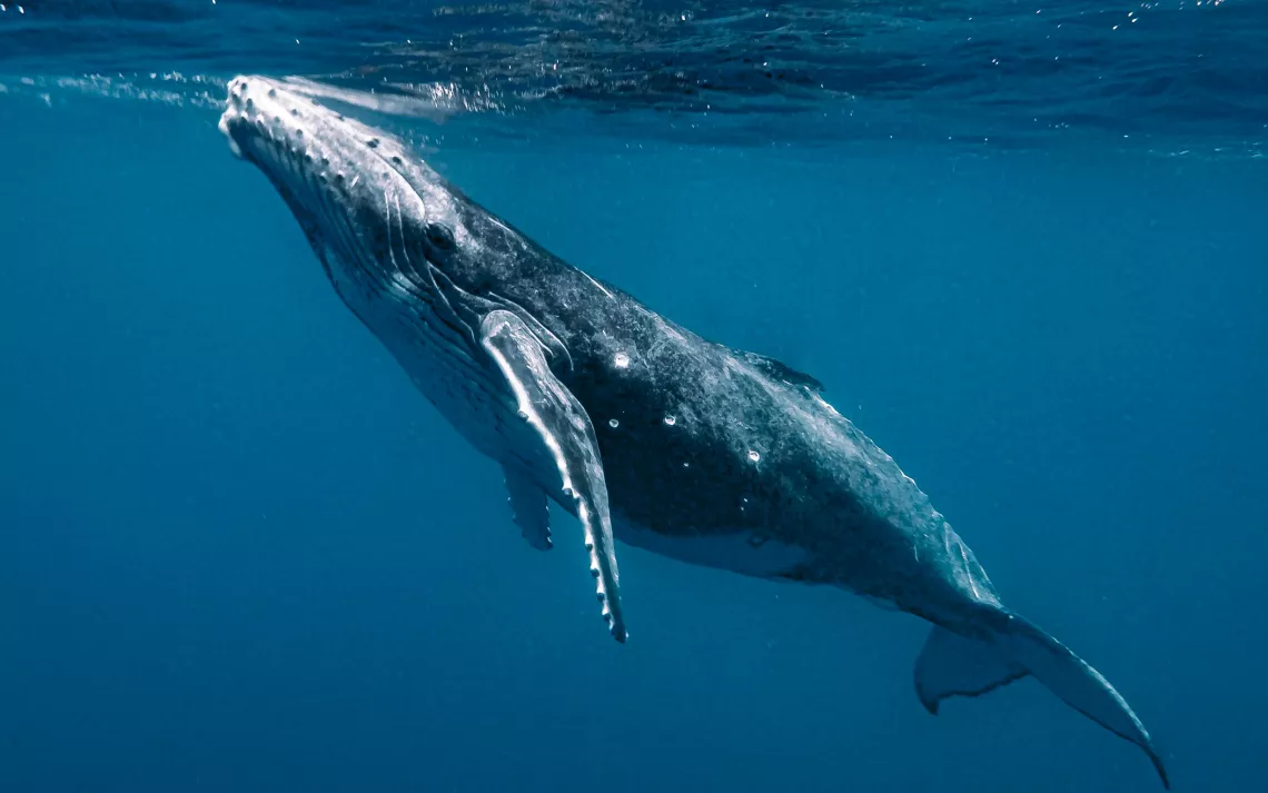 Humpback whale