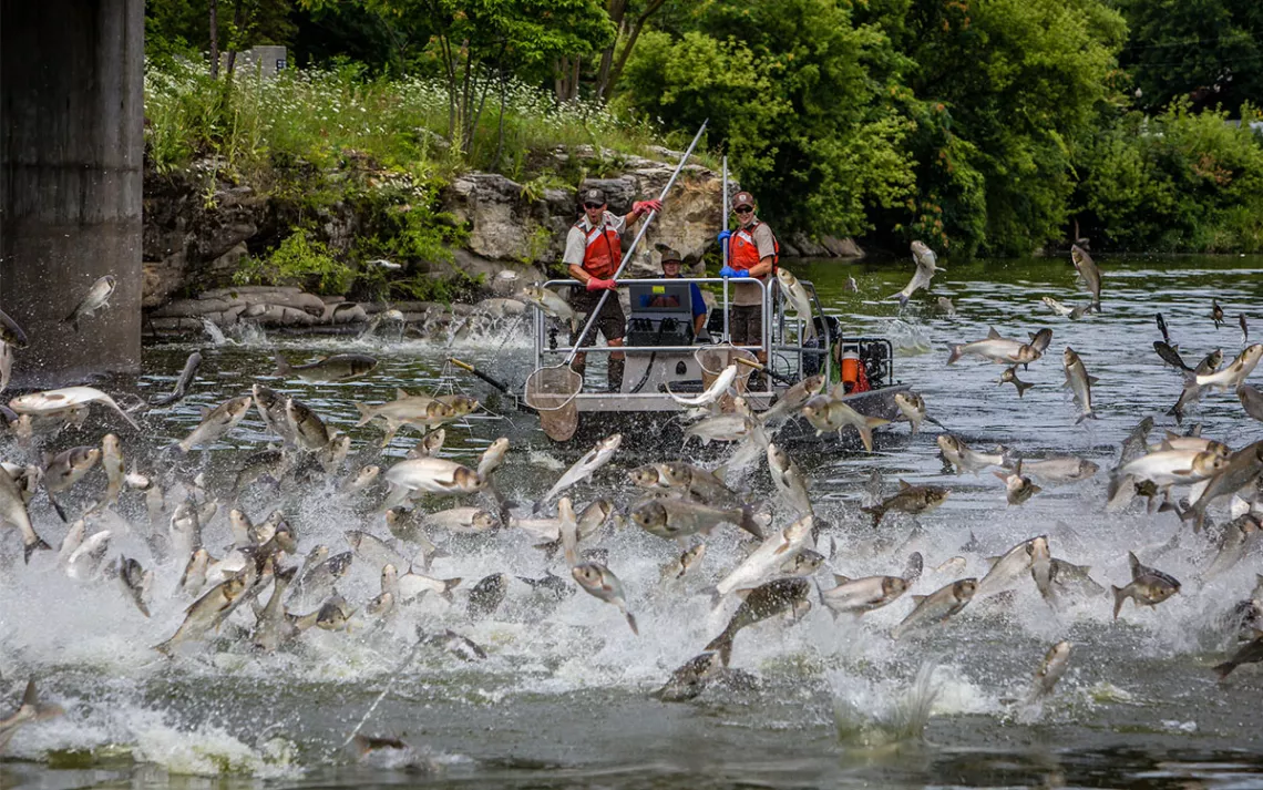 Invasive carp jumping in the river