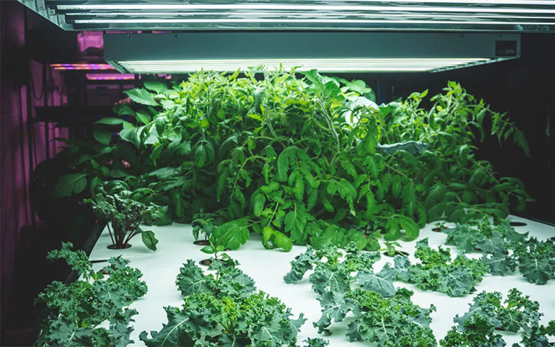 Hydroponic green plants under a grow lamp