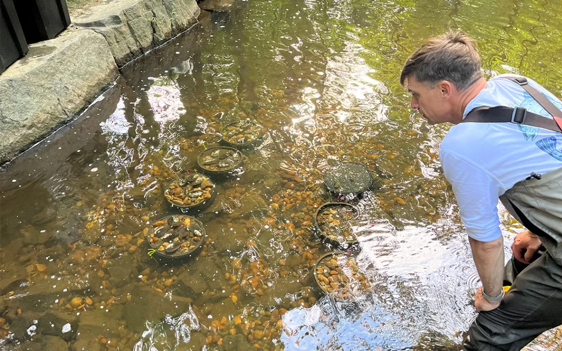 Un chercheur inspecte des seaux contenant des moules d'eau douce transportées dans un ruisseau clair.