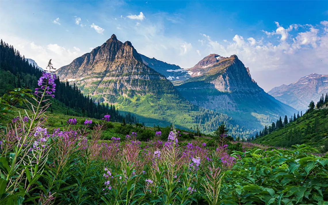 Mountains in Glacier National Park serve as the backdrop for an alpine meadow