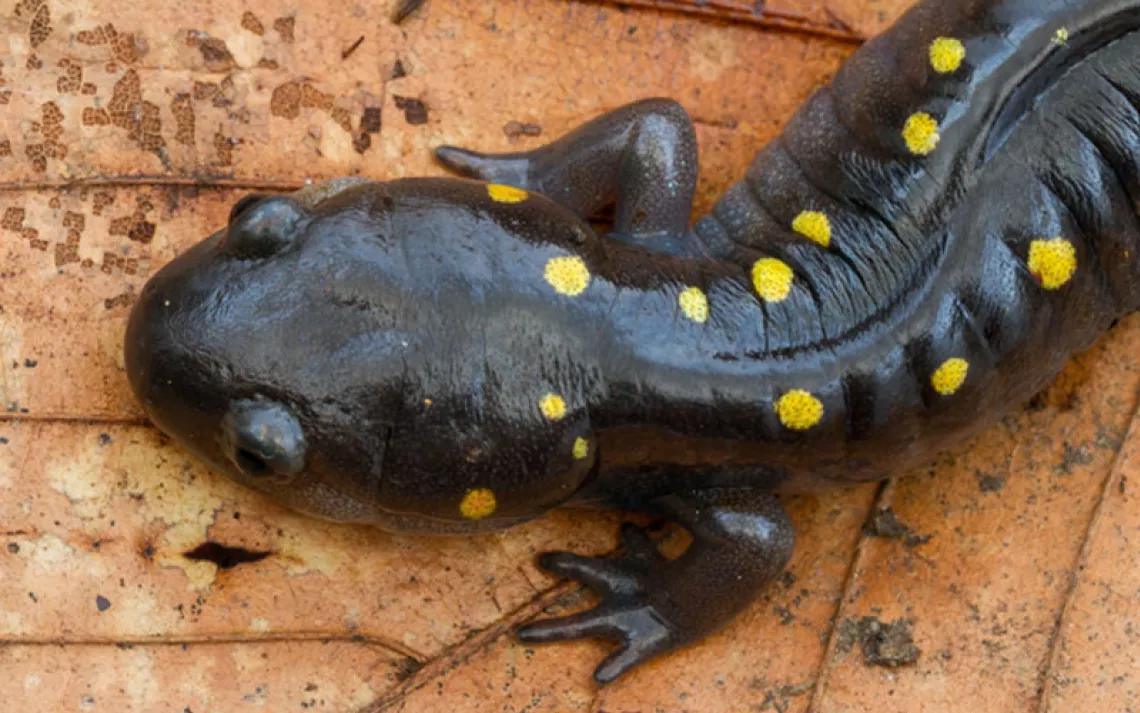 Close-up of a black and yellow spotted salamander on a leaf