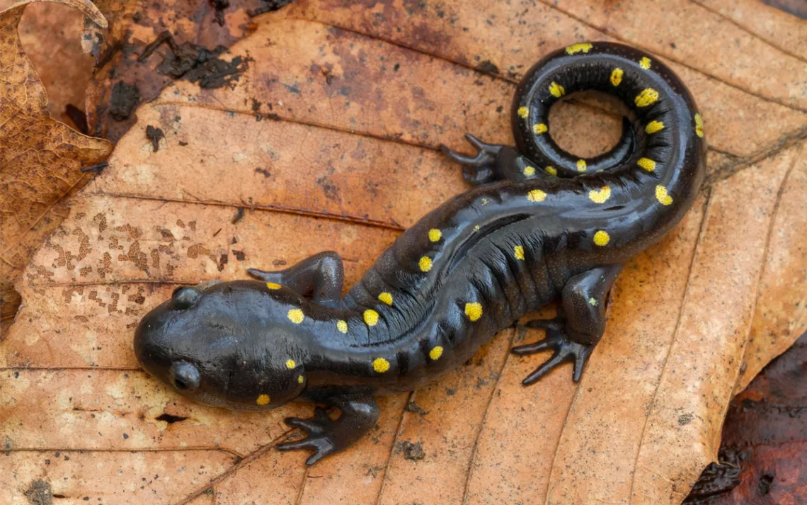 Gros plan d'une salamandre tachetée noire et jaune sur une feuille