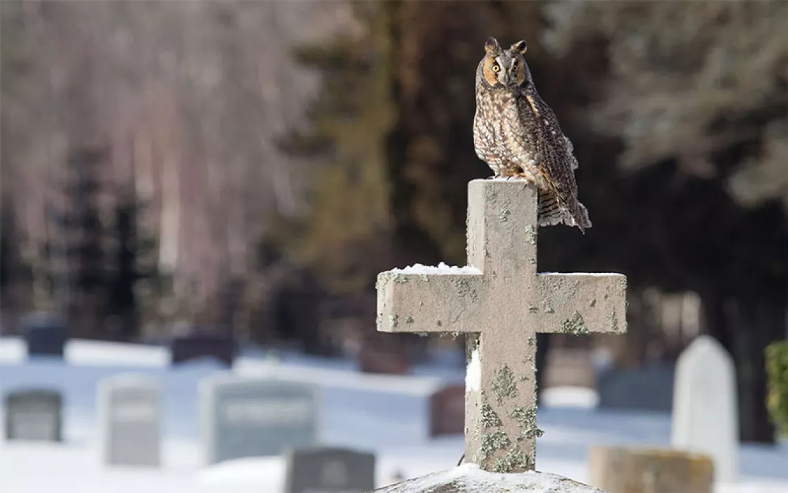 Long-earned owl perched atop a cross-shaped tombstone in a cemetery blanketed in snow.