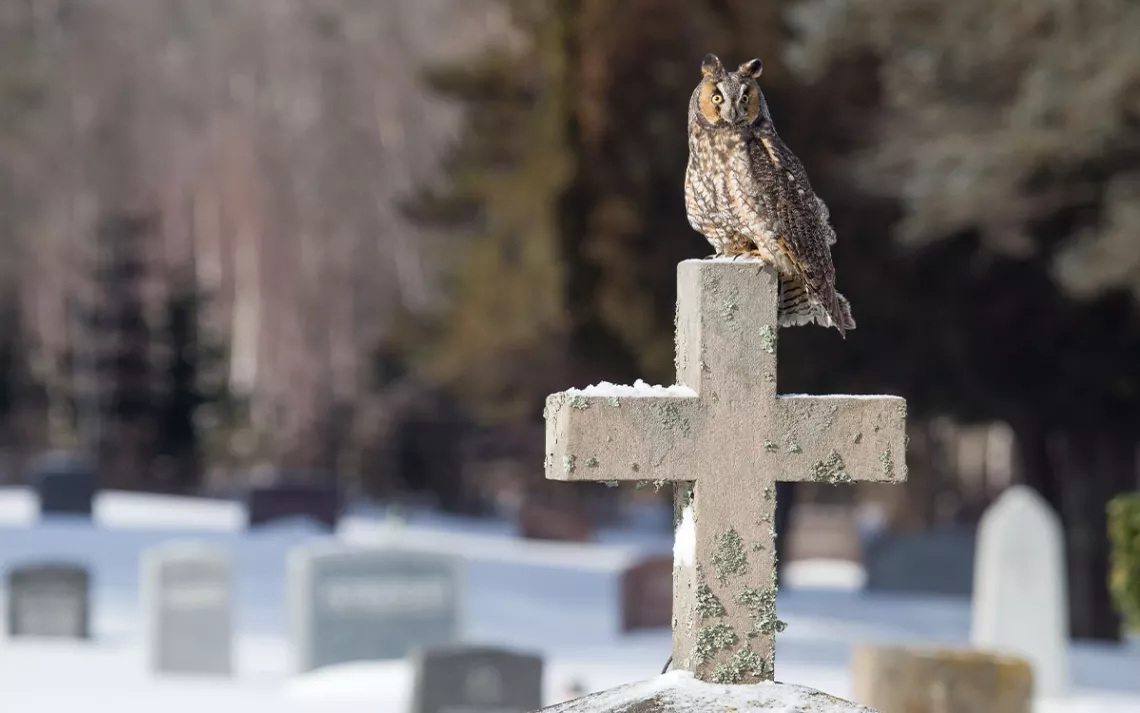 Hibou du Sud perché au sommet d'une pierre tombale en forme de croix dans un cimetière recouvert de neige.