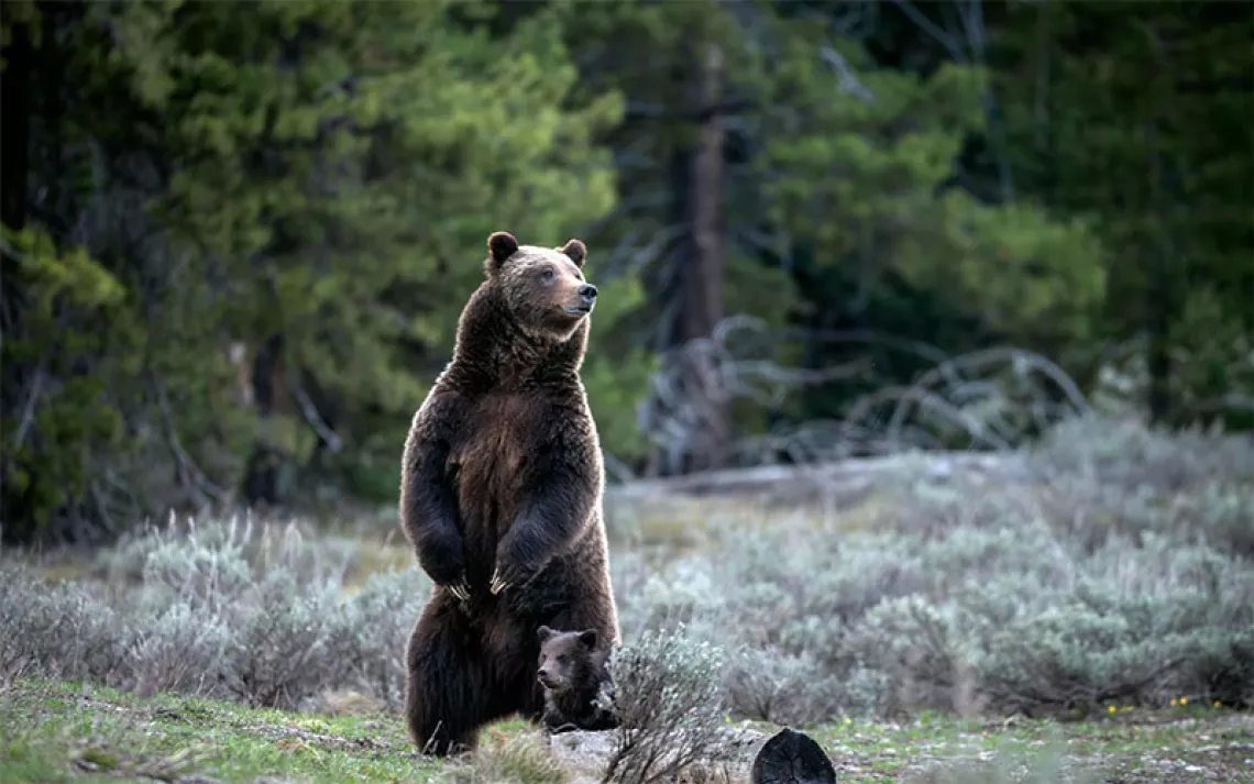 In this undated photo provided by Grand Teton National Park a grizzly bear known as No. 399 stands alongside a cub. | Photo by C. Adams/Grand Teton National Park via AP