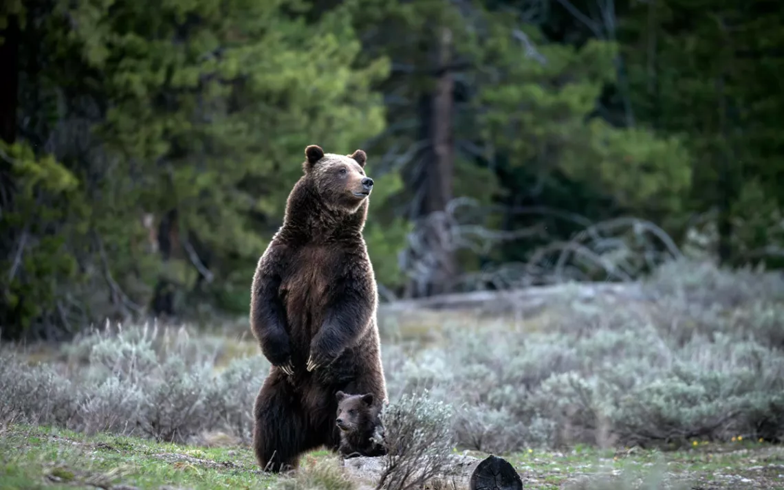 In this undated photo provided by Grand Teton National Park a grizzly bear known as No. 399 stands along side a cub. | Photo by C. Adams/Grand Teton National Park via AP