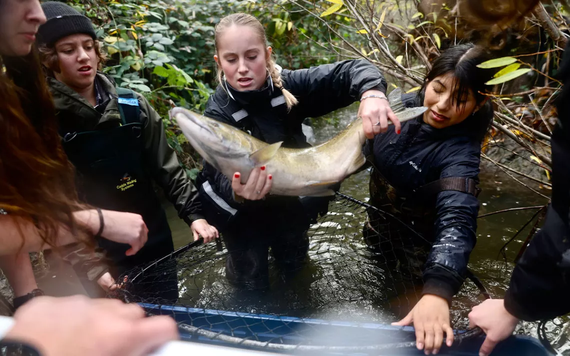 Students with United Anglers of Casa Grande collect a chinook salmon in Washington Creek. After students measure and take a small sample, they release the fish back into the habitat they were found.