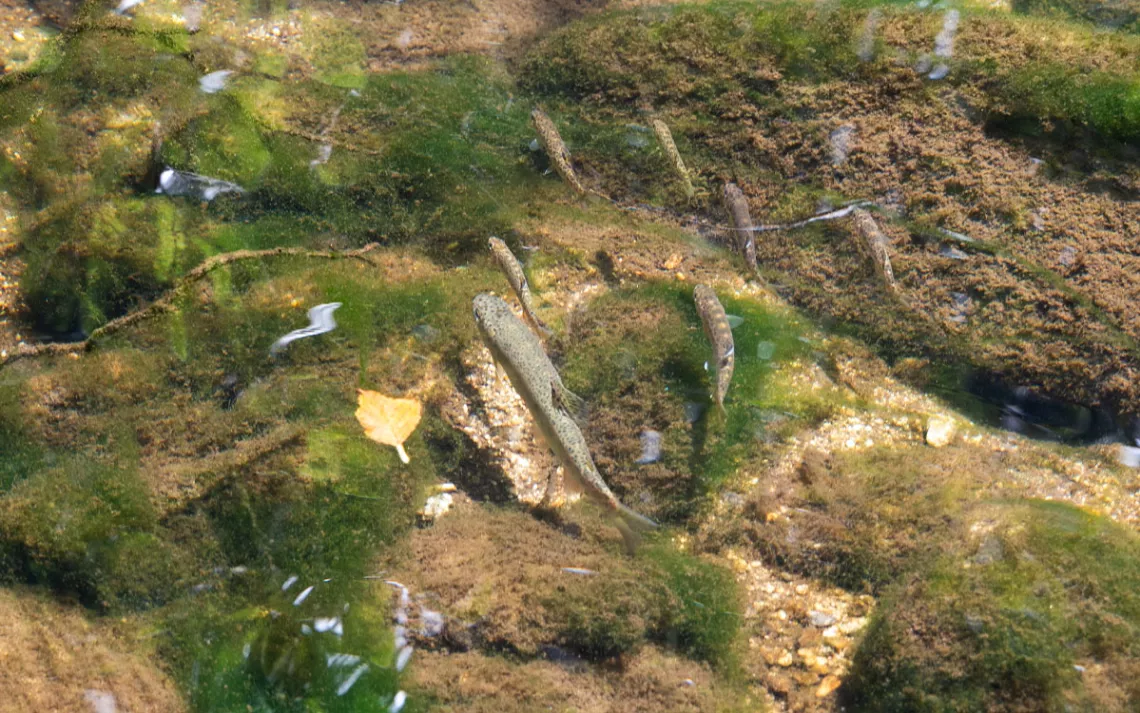 Un groupe de jeunes truites arc-en-ciel sauvés plus haut dans la rivière Carmel nagent librement après avoir été relâchés dans un lagon plus bas. Si CRSA n'avait pas déplacé ces poissons, ils seraient morts de chaleur ou d'étouffement.