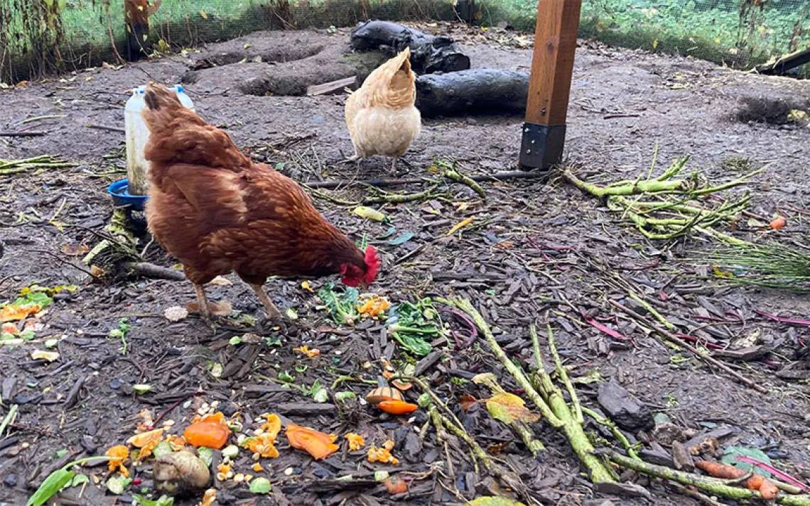 Two of the author’s five chickens—a Buff Orpington and a Rhode Island Red—having brunch on kitchen scraps.