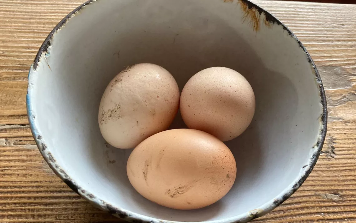 Eggs from the author’s flock. Tonight’s scraps are transformed into tomorrow morning’s omelet.