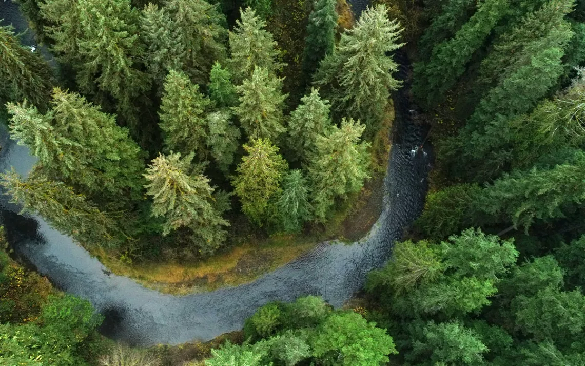 An aerial shot of towering evergreens that assure cold, clear, steady flows. Intact forests and quality waters - essential elements of healthy forests.