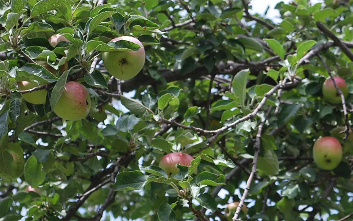 Not yet ripe apples dangling from an apple tree in the Manzanos Mountains