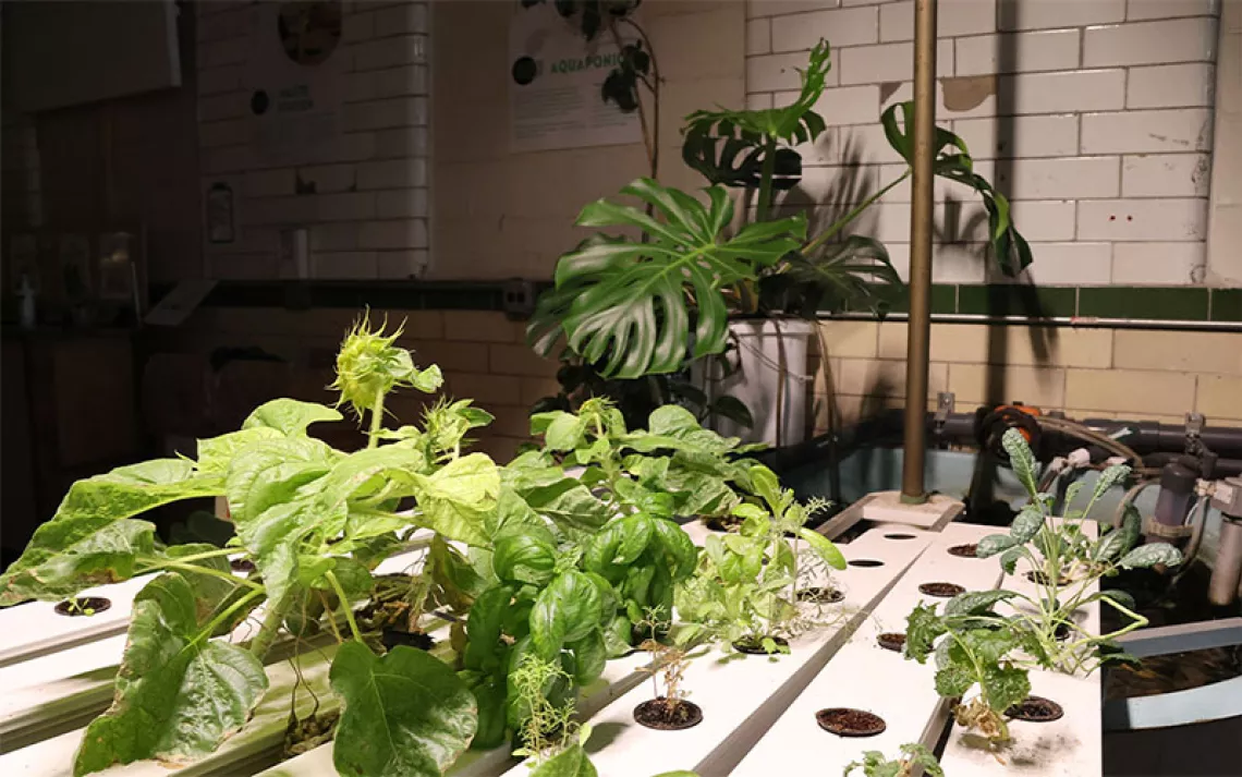 Green plants grow under indoor conditions in a hydroponic system