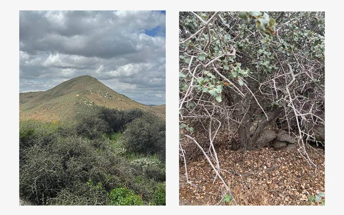 A side by side image on the Jurupa Oak. One image is an aerial shot. The other is a close up. 