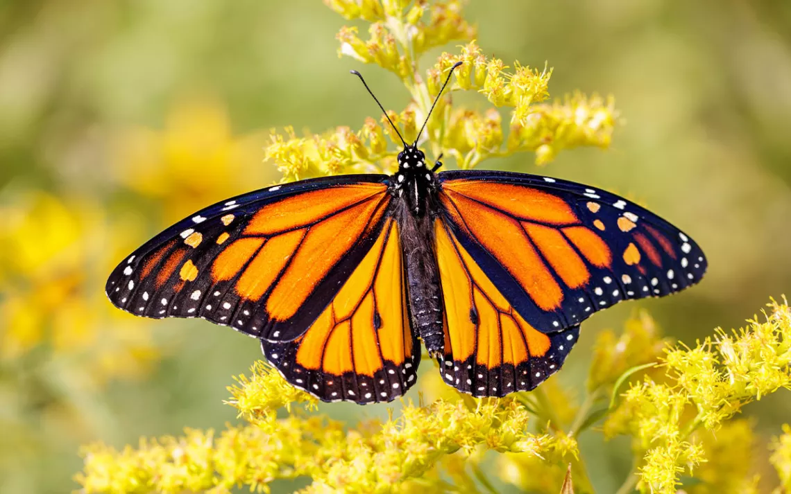 A monarch butterfly rest on a flower, basking in the sun. 