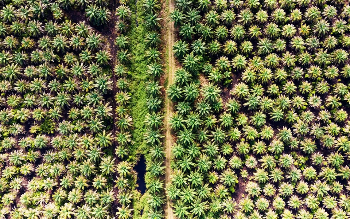 Aerial view of neat rows of palm trees.