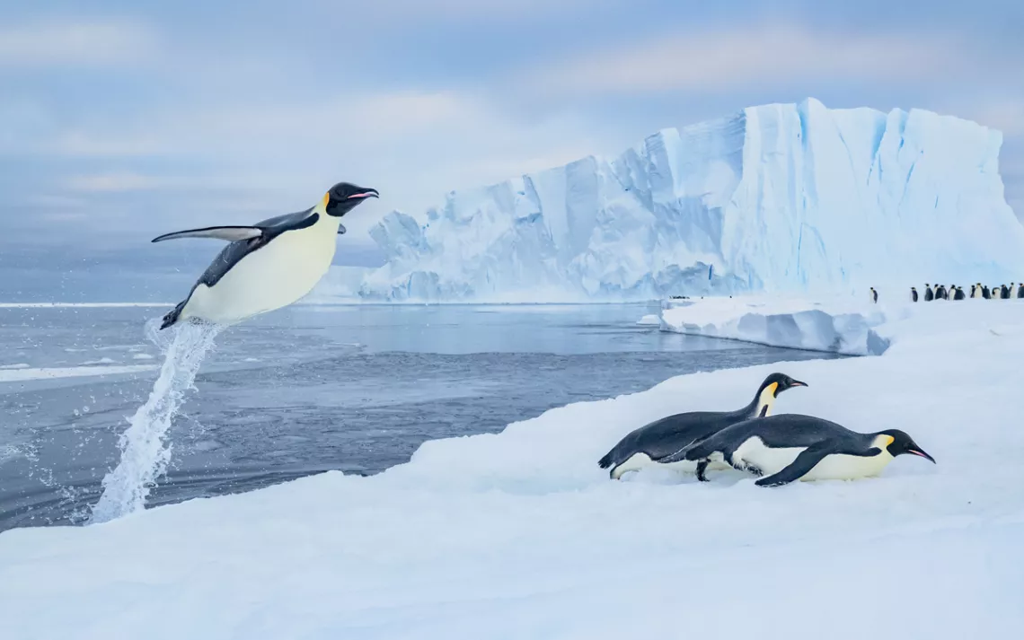 An emperor penguin in Atka Bay in Antarctica is mid-"flight" with a tunnel of water trailing it before it lands on a chunk of ice where other penguins have gathered.