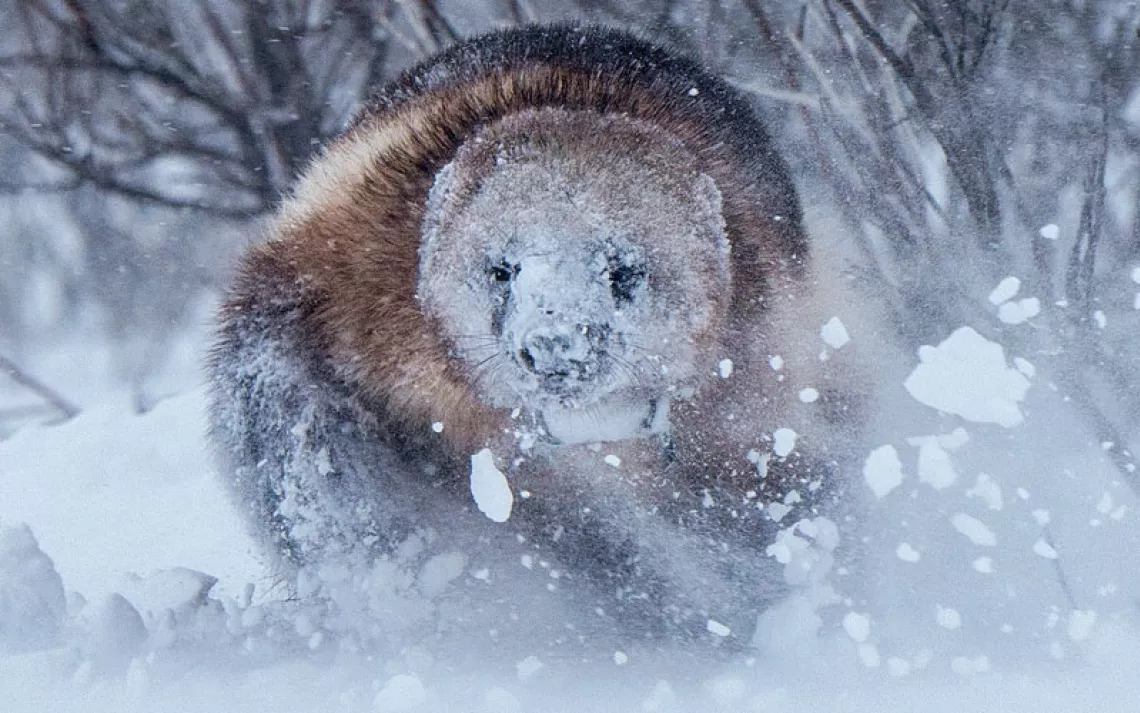 A brown wolverine's face is covered with snow as it walks through a flurry toward the camera