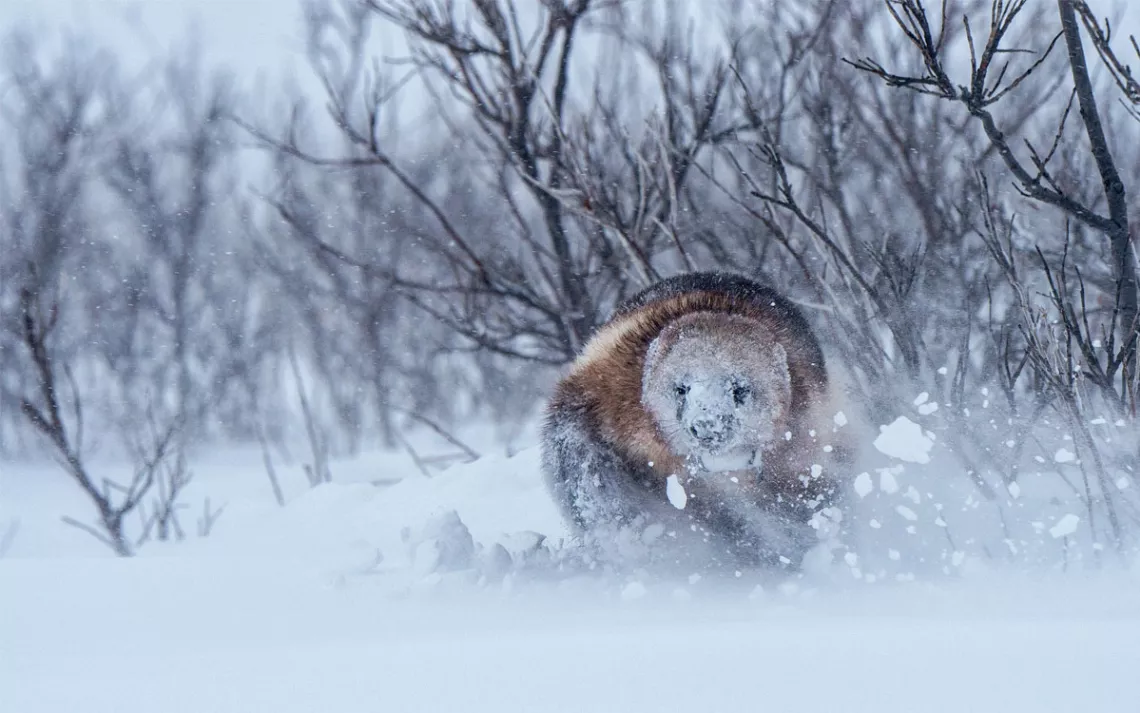 A brown wolverine's face is covered with snow as it walks through a flurry toward the camera