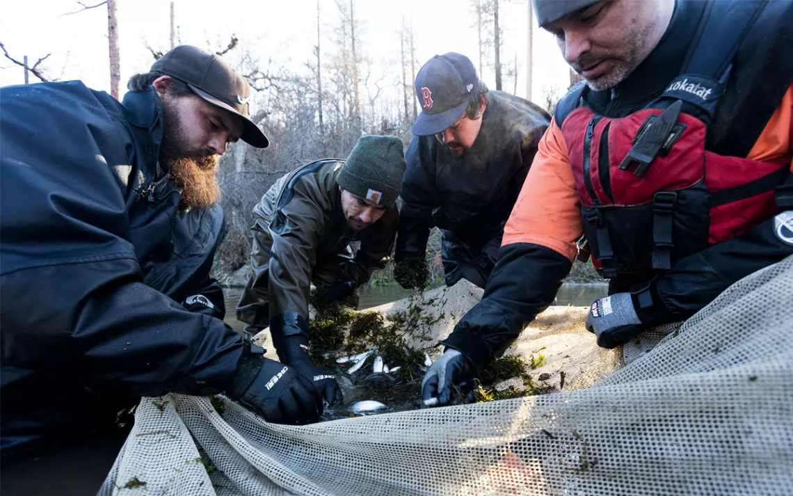 Four men wearing winter clothing lean over a net with many small fish.