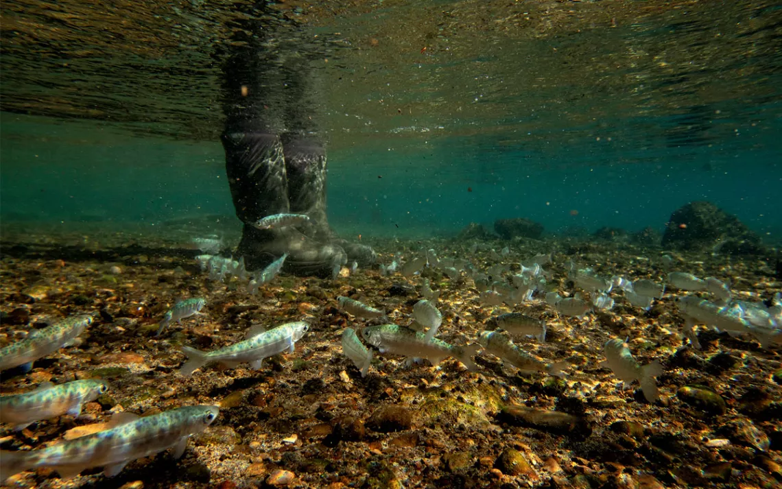 Underwater photo of someone wearing waders and fish swimming around them