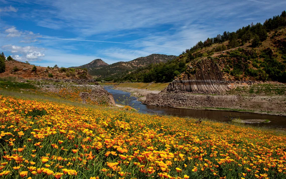 A large field of orange poppies grow next to the Klamath River.