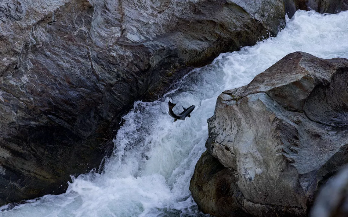 A salmon in mid-air in between two rocks and a raging river