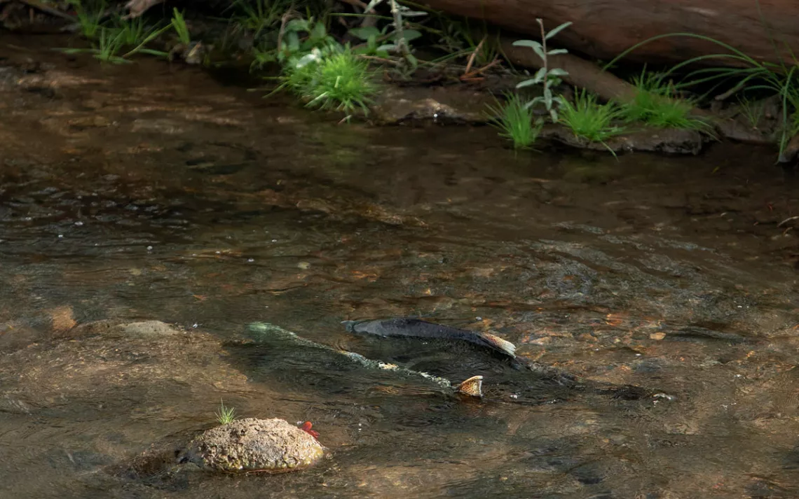 Close-up of two large fish in shallow water