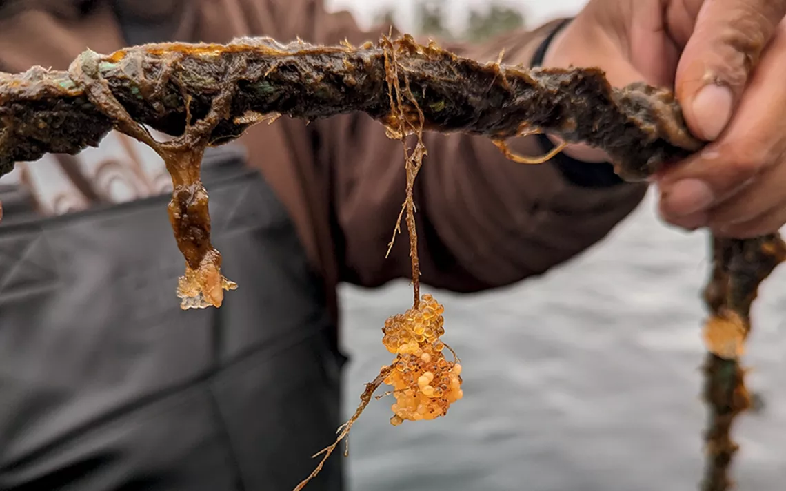 Close-up of a rope with orange needlefish eggs hanging off