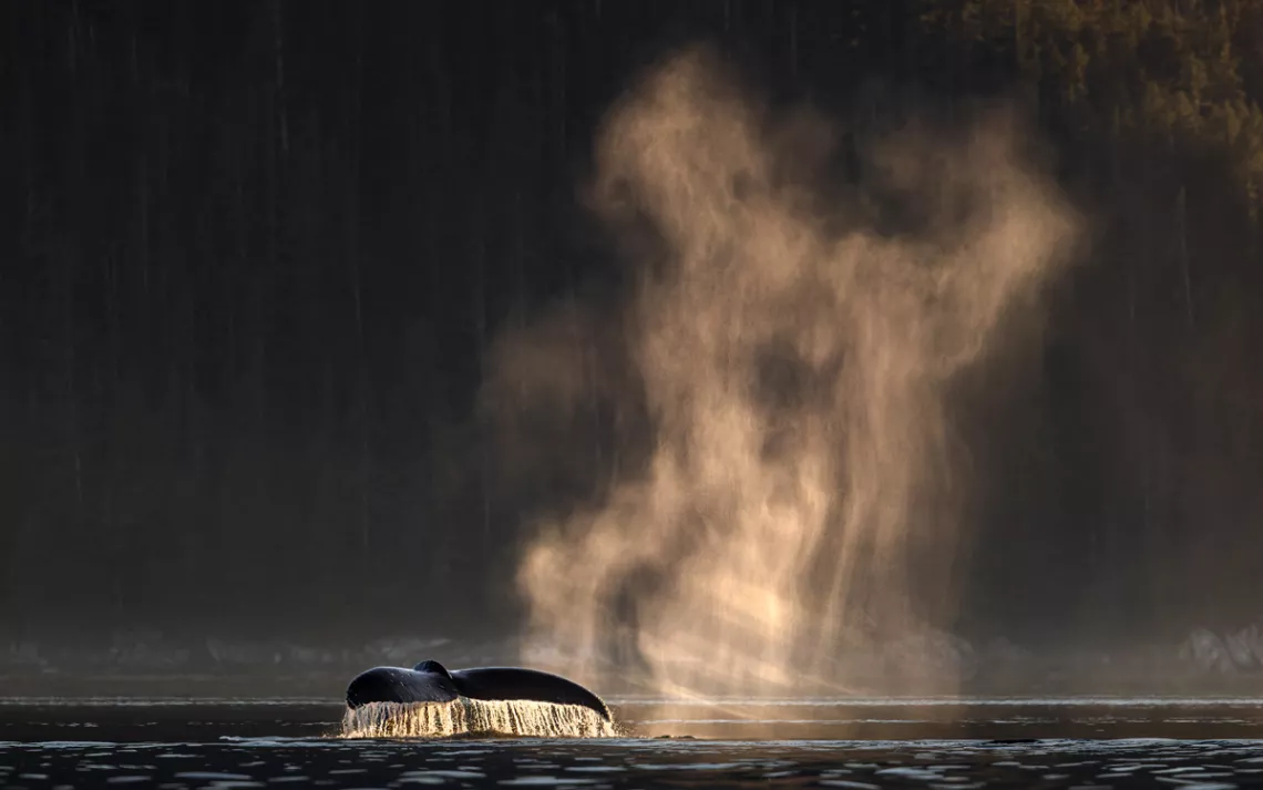 A water line view shows a humpback whale tail with water dripping off it with a misty backdrop at sunset in British Columbia.