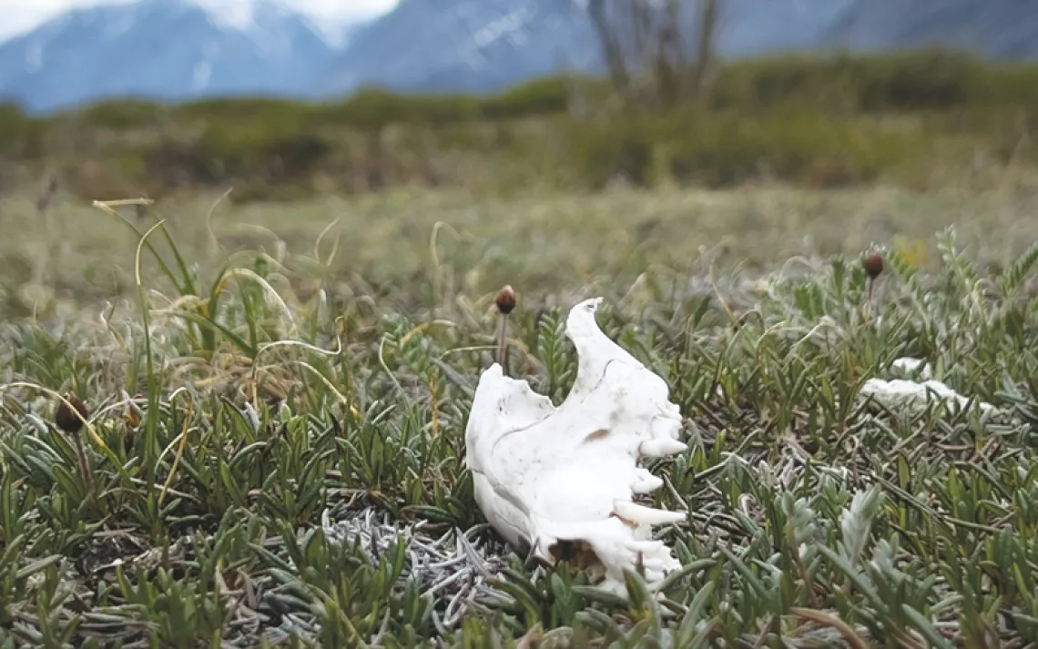 A bleached-white animal skull sits on a grassy area of the Arctic National Wildlife Refuge in Alaska.