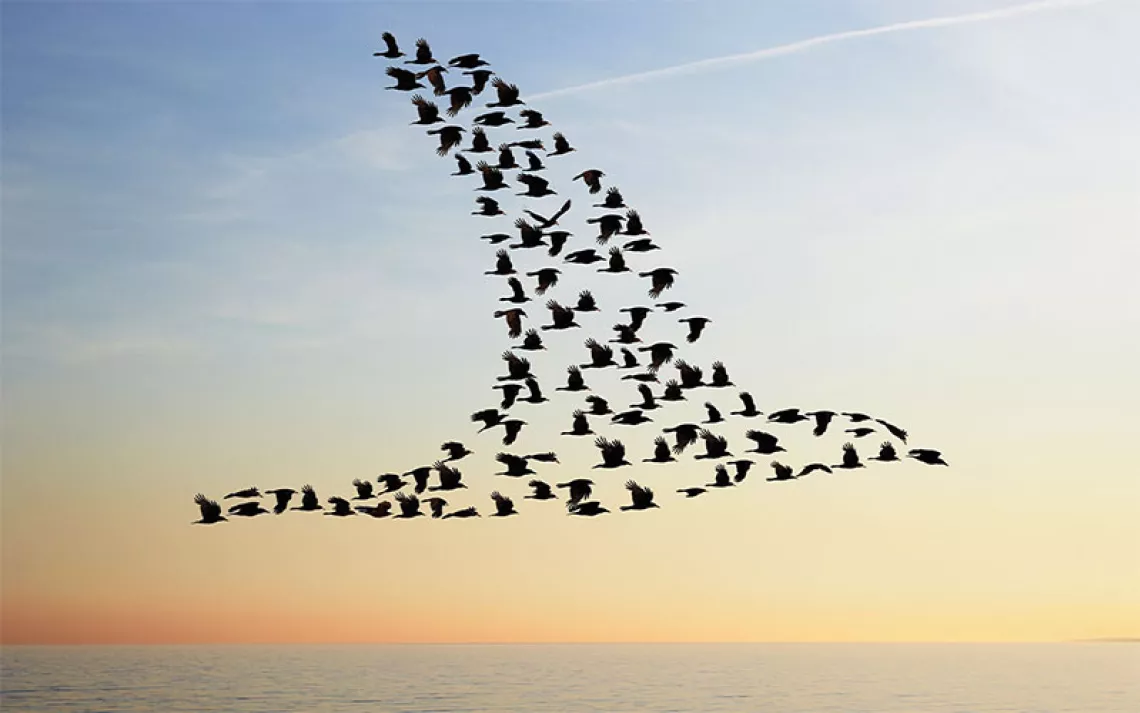 Flock of birds in bird formation flying above sea. 