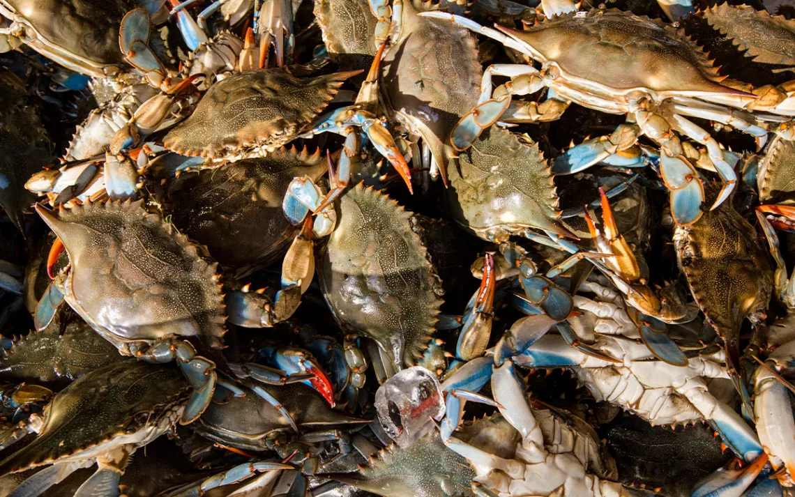 Live blue crabs are displayed for sale at the Maine Avenue Fish Market in Washington, DC.