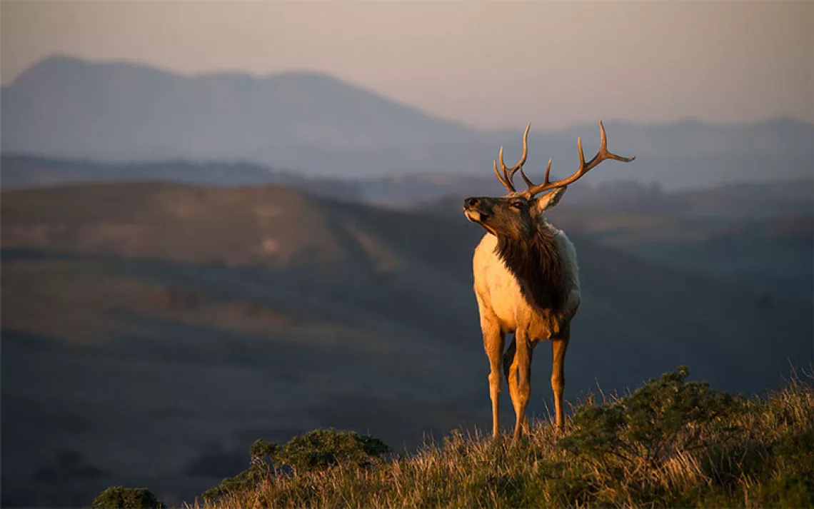 Tule elk, Point Reyes National Seashore. | Photo by Mark Newman/Getty Images