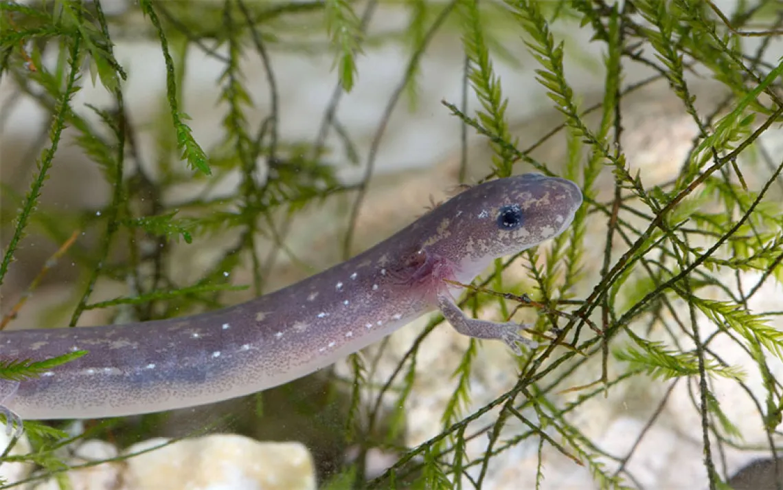 A mauve salamander with external gills, in the water, in front of some green plant matter