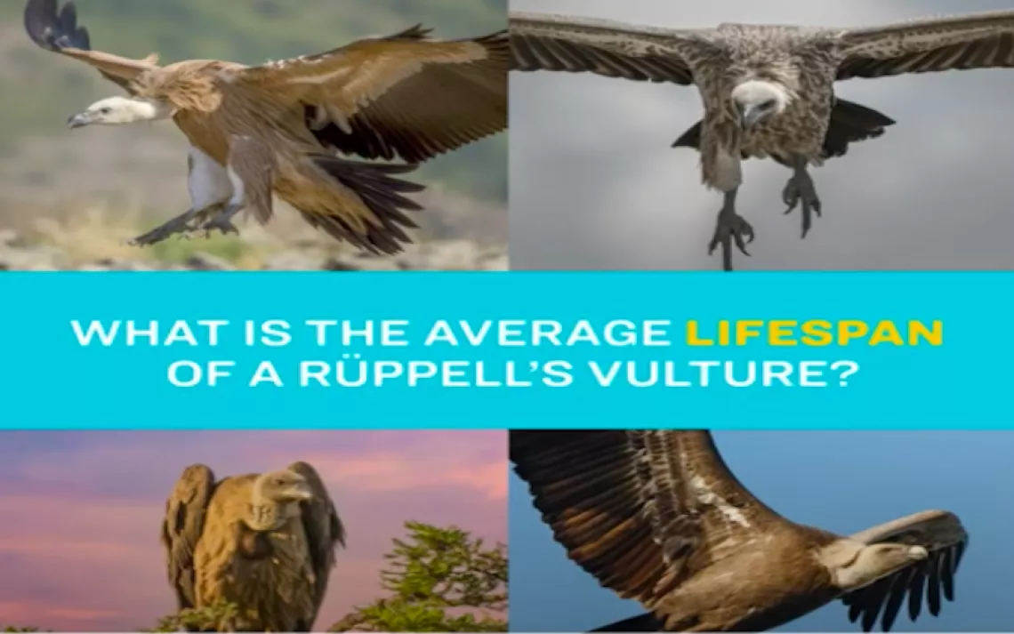 What is the Average Lifespan of a Rüppell's Vulture? | Sierra Club