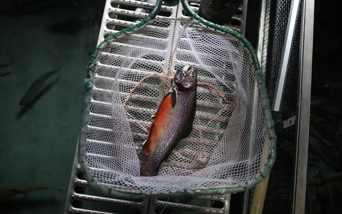 Inside the International Effort to Save One Tiny Mexican Fish