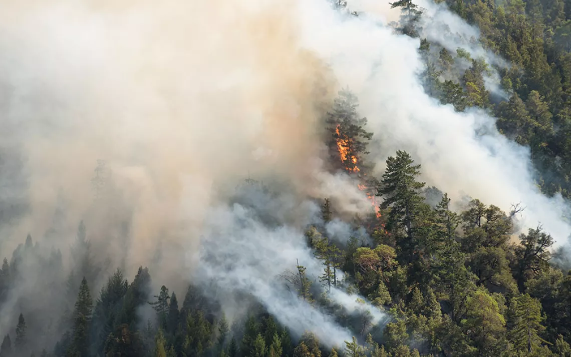 Nero... Er, Trump Tweets While California Burns | Sierra Club