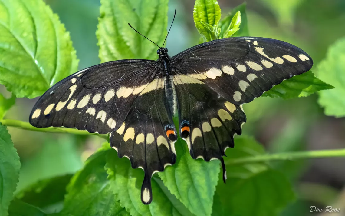 Giant Swallowtail | Sierra Club