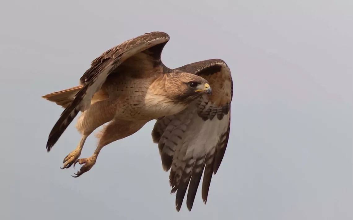 Red-Tailed Hawk, Carrizo Plain National Monument, California | Sierra Club